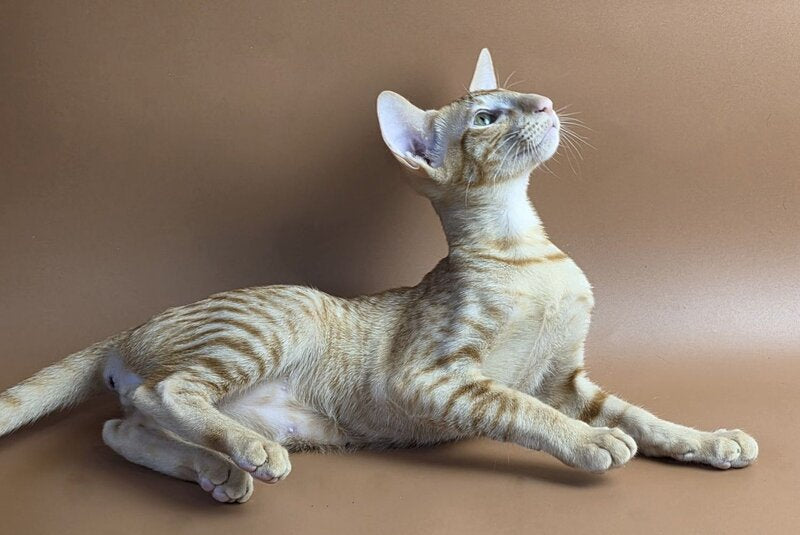 Uvar Oriental Shorthair male, red