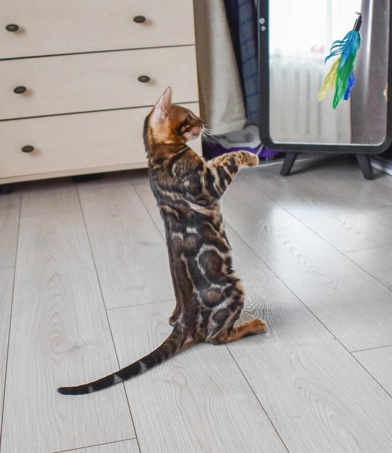 Wolt Bengal male black spotted tabby - live animals