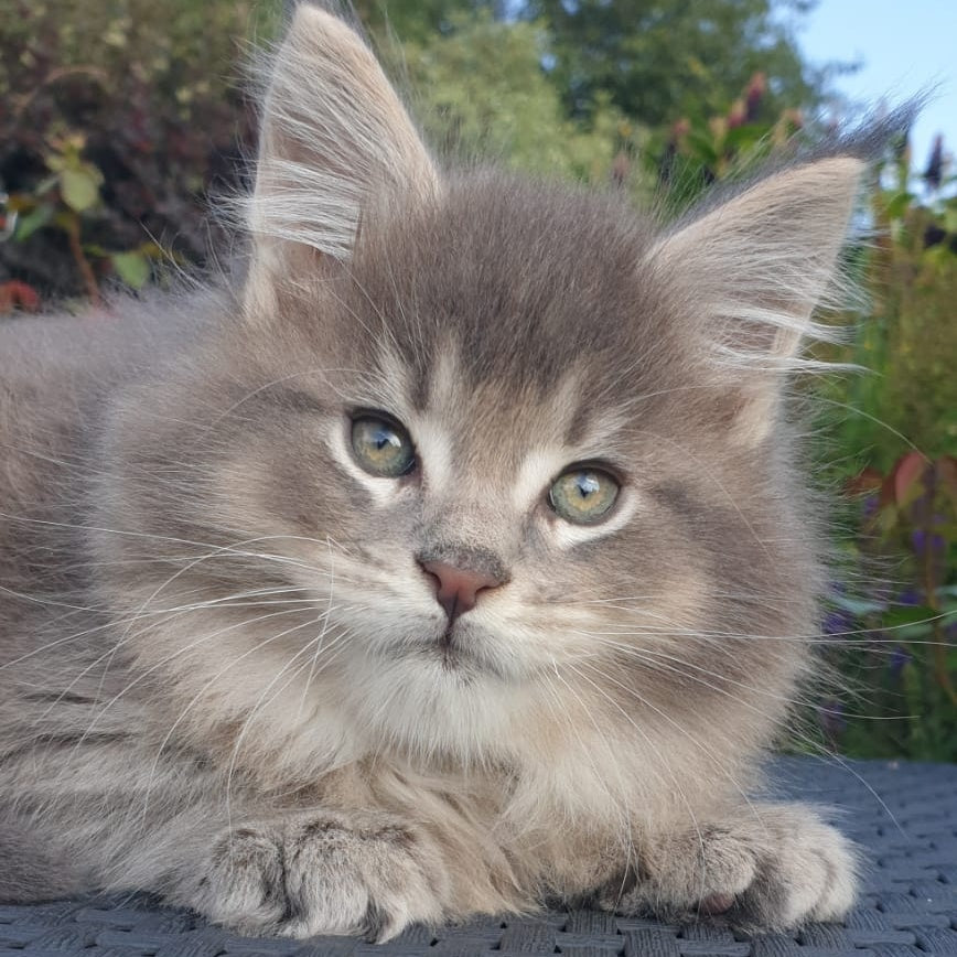 Jeffrey Maine Coon male, blue ticked tabby