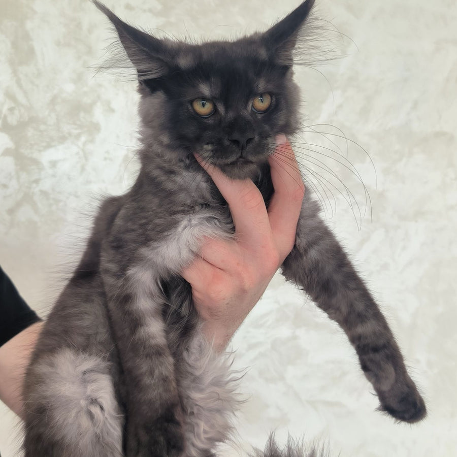 Xanti Maine Coon male, black silver