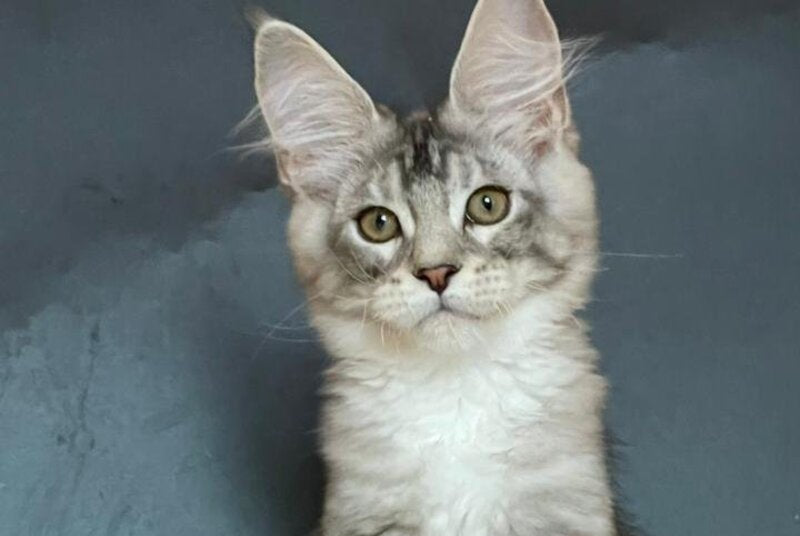 Russel Maine Coon male, black silver with white tabby
