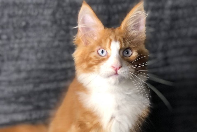 Pompey Maine Coon male, red bicolour