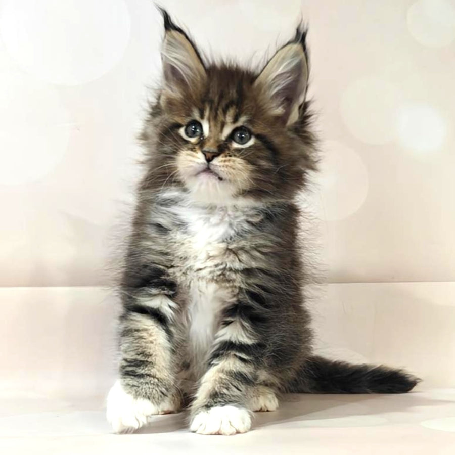 Business Maine Coon female, black tabby with white
