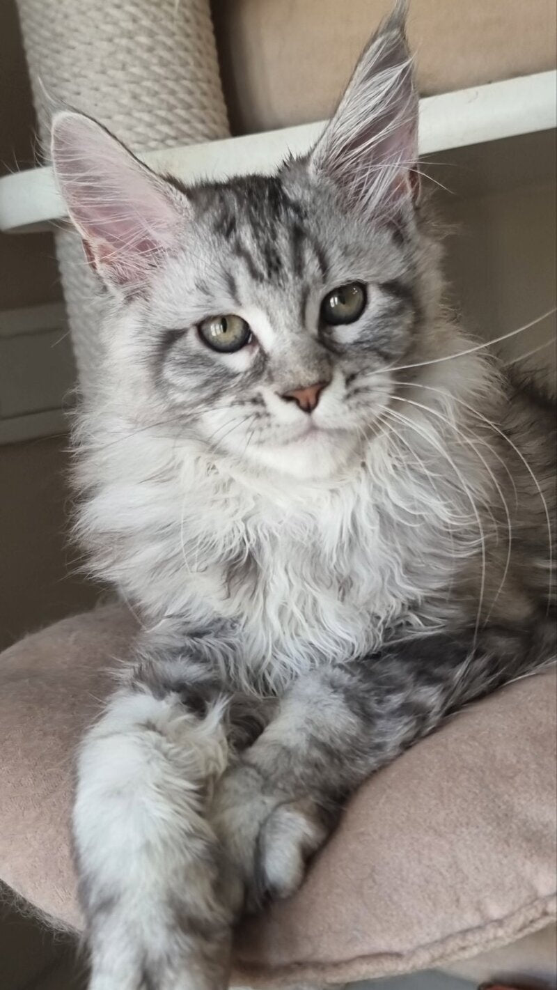 Dafna Maine Coon female black silver tabby - live animals
