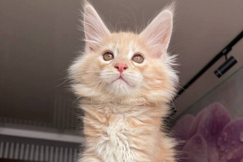 Wisdom Maine Coon male, cream silver tabby