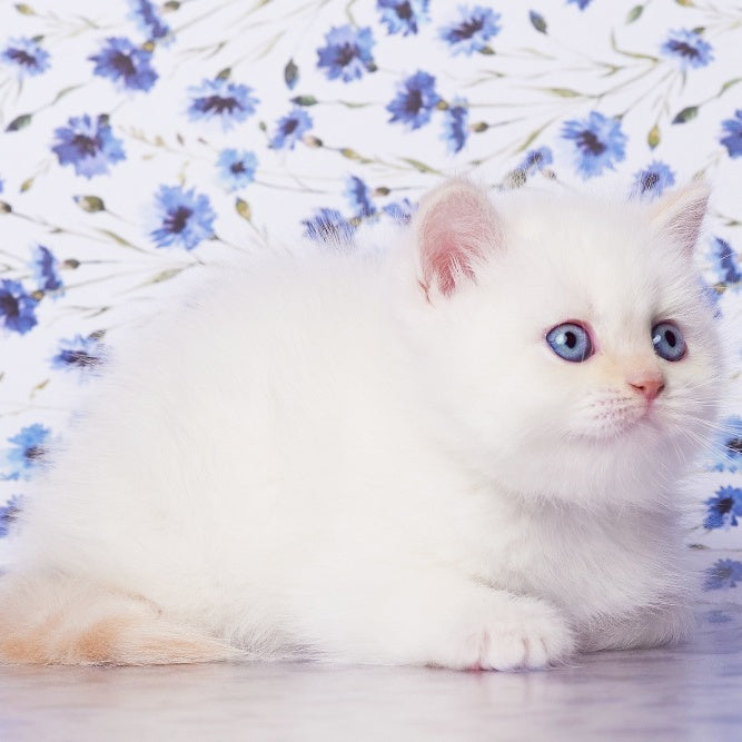 Atlas British Shorthair male, cream pointed