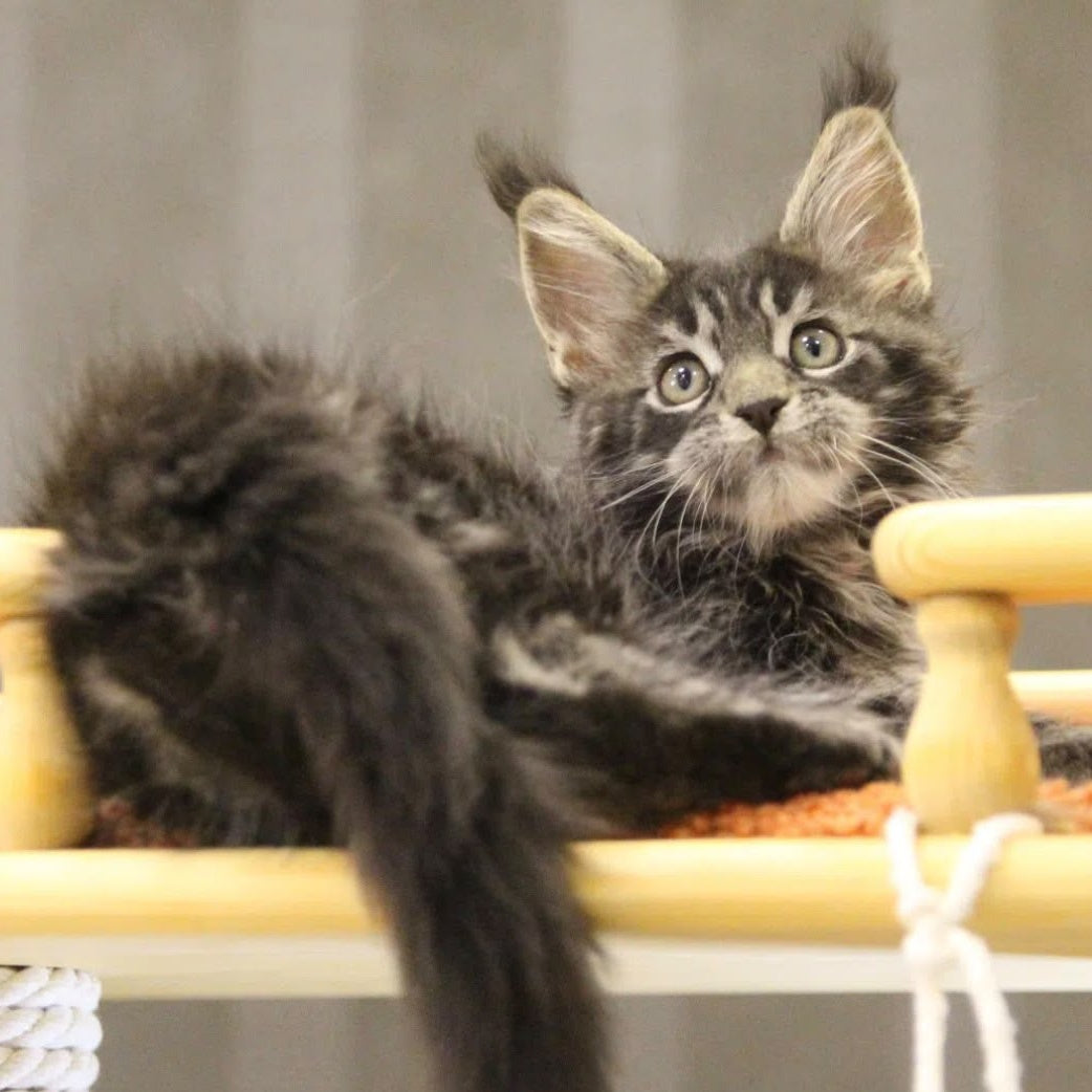 Ricky Maine Coon male, black tabby with white