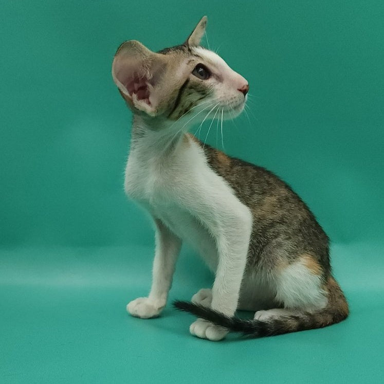 Valery Oriental Shorthair female, black tortie bicolour spotted tabby