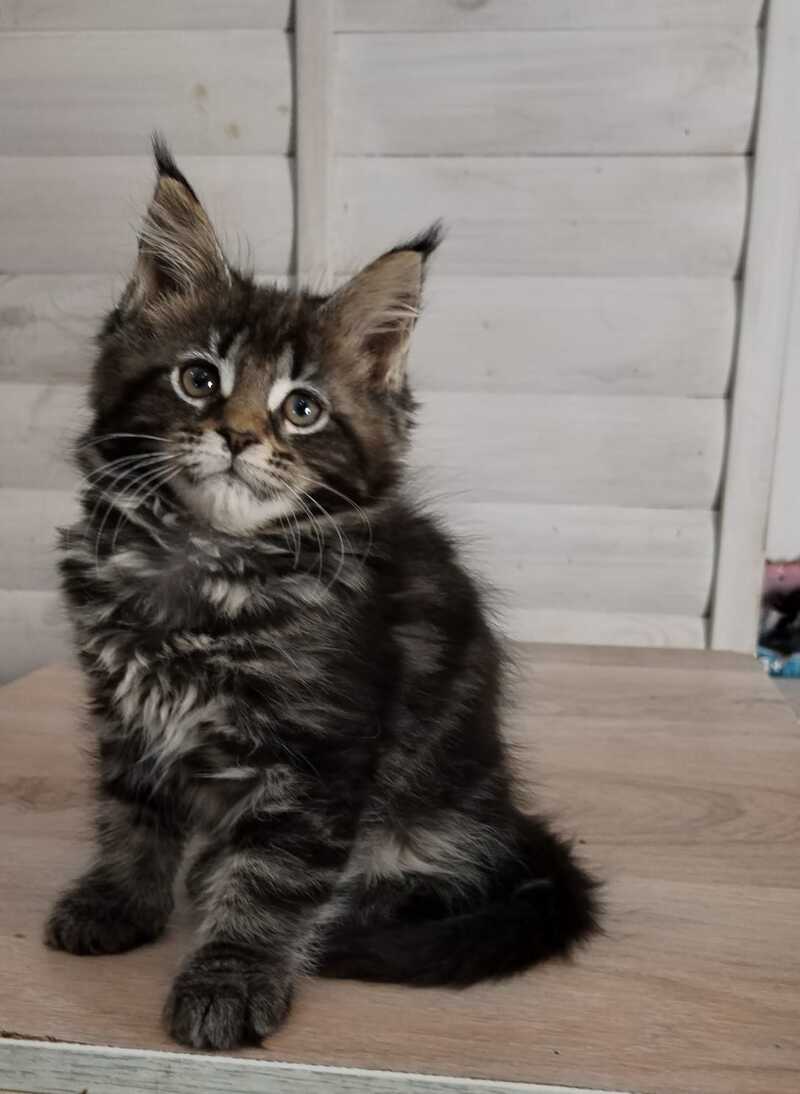 Julienne Maine Coon male black tabby - live animals