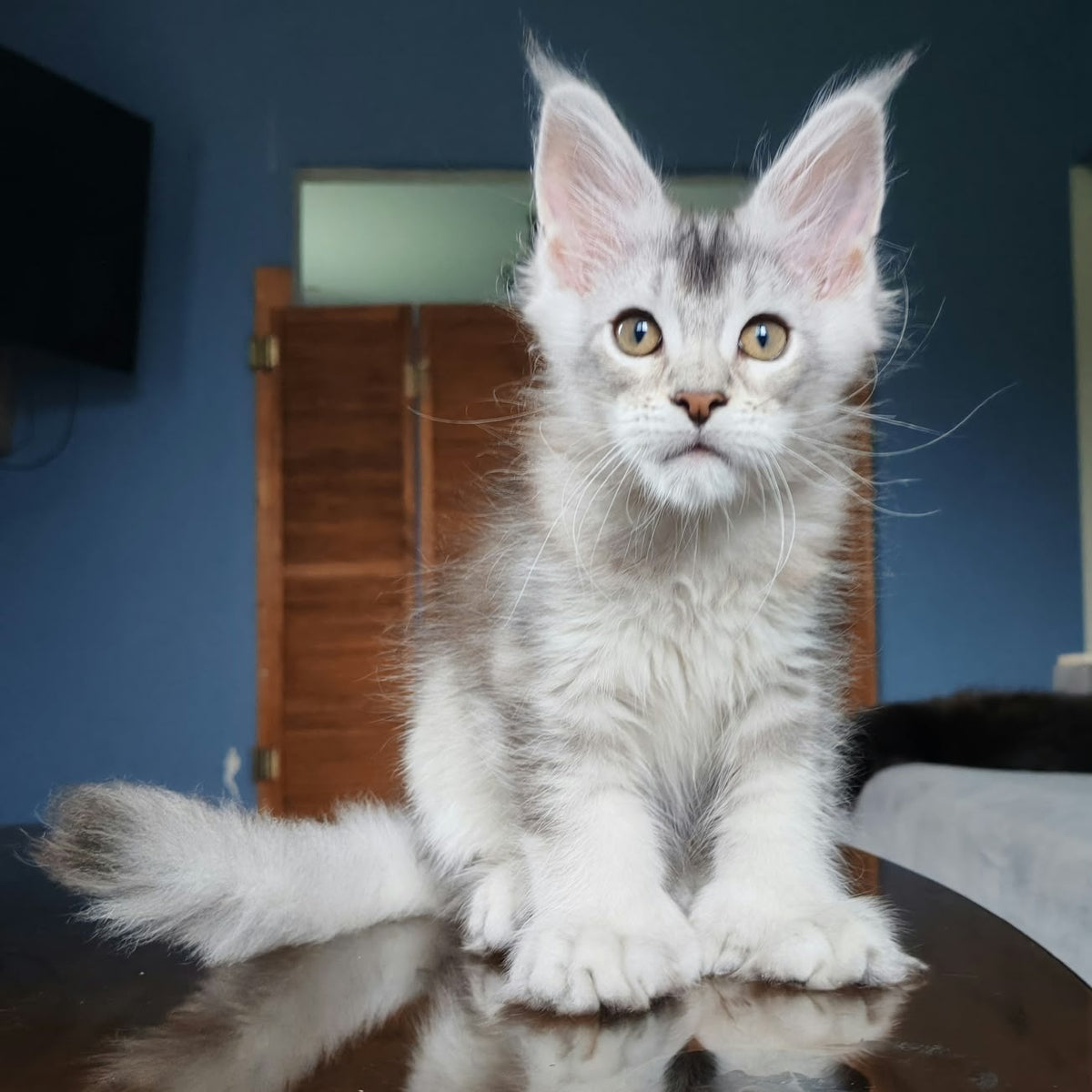 Triumph Maine Coon polydactyl 6x7x6x6 male, black silver ticked tabby