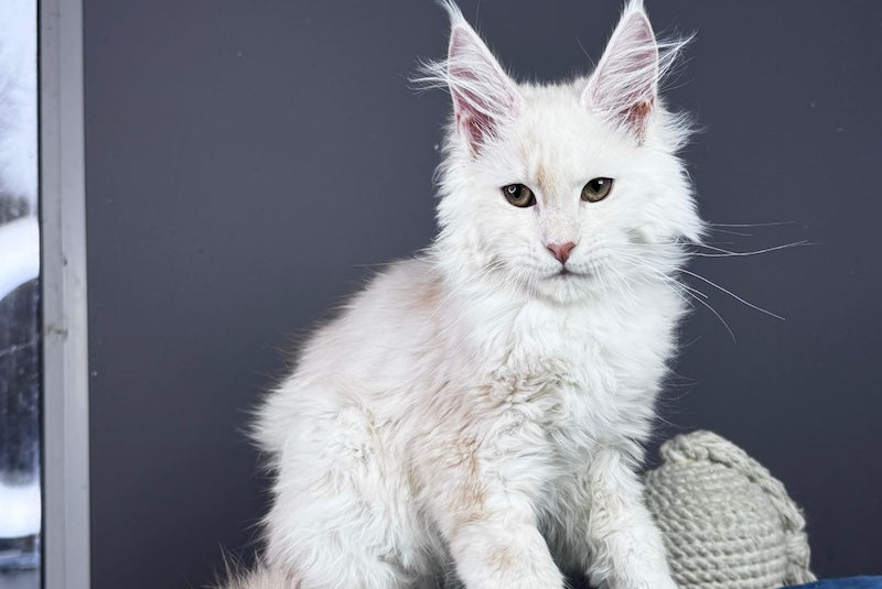 Bram Maine Coon male, red smoke