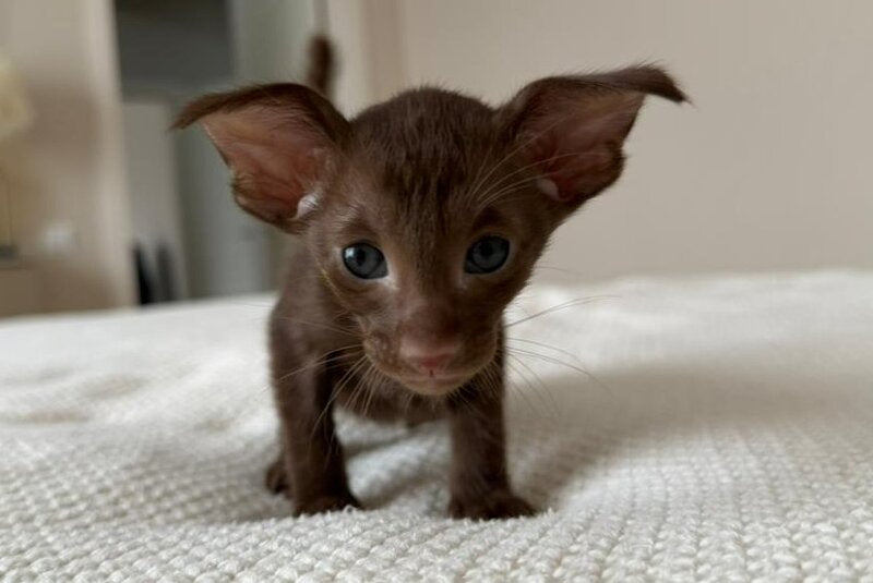 Adele Oriental Shorthair female chocolate - live animals