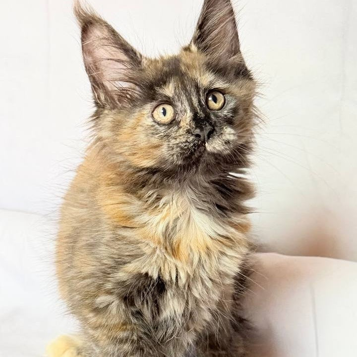 Lionella Maine Coon female, black tortie