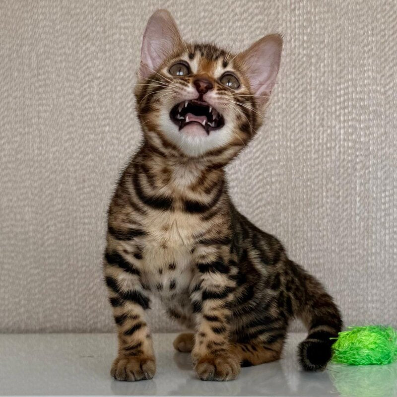 Fortuna Bengal female black spotted tabby - live animals