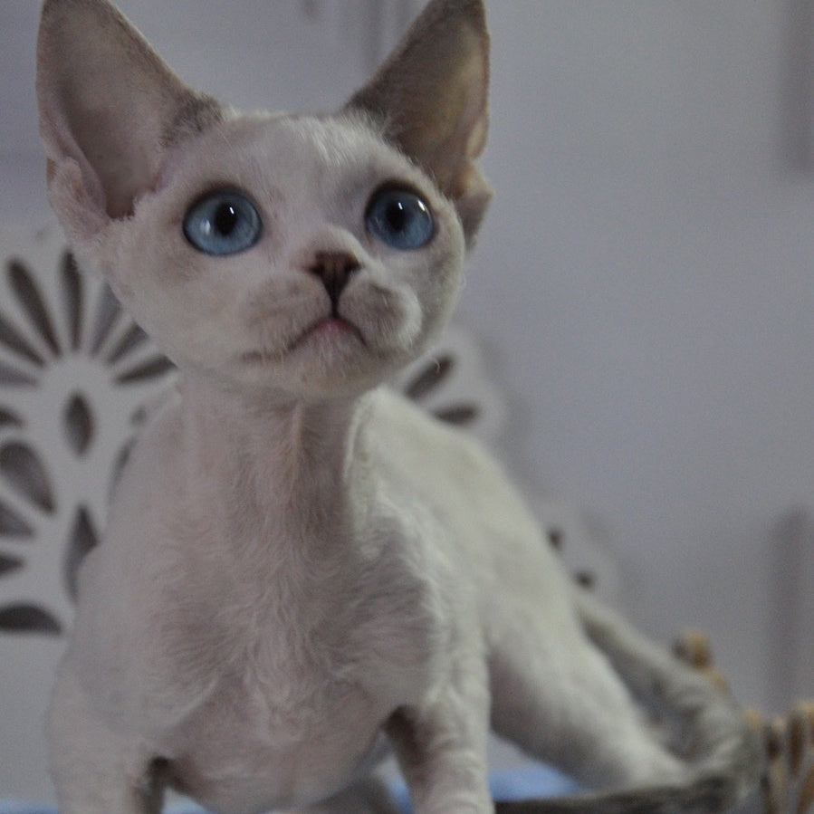 Tolik Devon Rex male, blue bicolour pointed