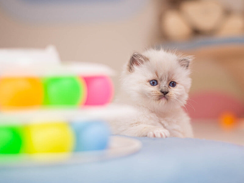 Wendy Ragdoll female, blue mitted