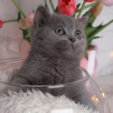 Alan British Shorthair male, blue