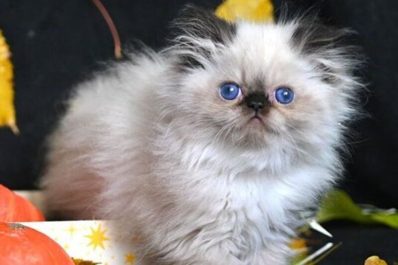 Noris Persian male, black pointed