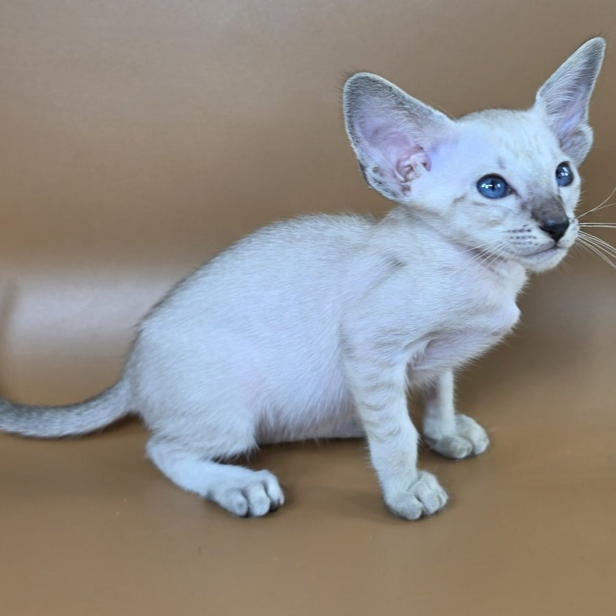 Yasmin Siamese female, black spotted tabby