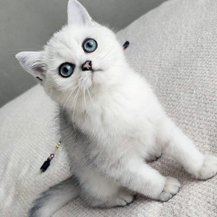 Kardinal British Shorthair male, black silver shaded