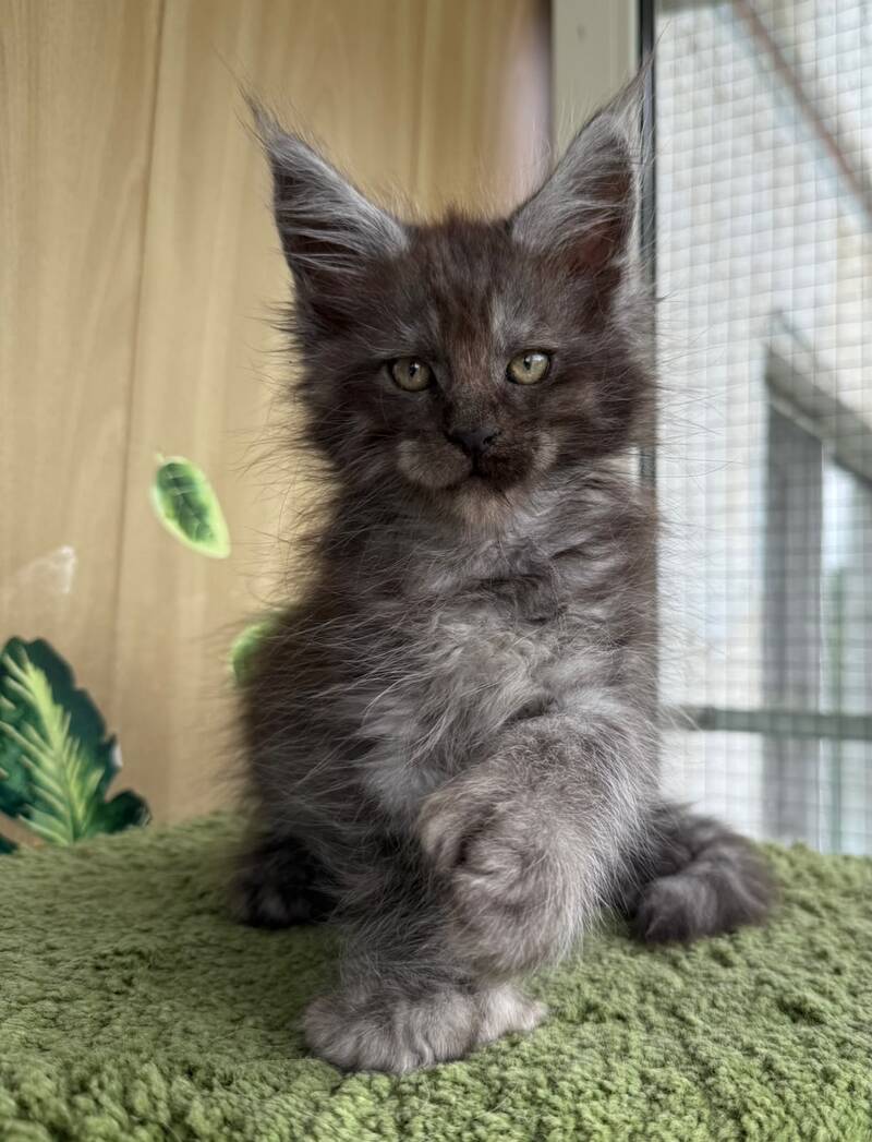 Aquamarine Maine Coon polydactyl male, black silver