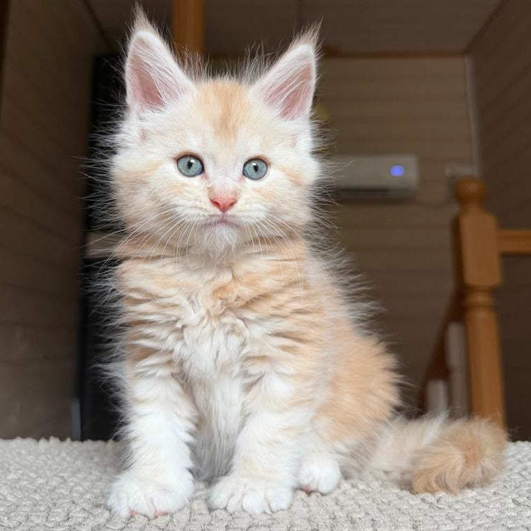 Champ Maine Coon male, red silver tabby