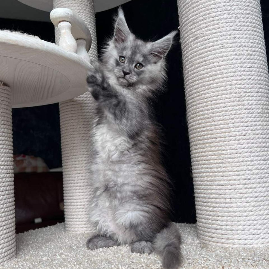 Оlea Maine Coon female, black silver