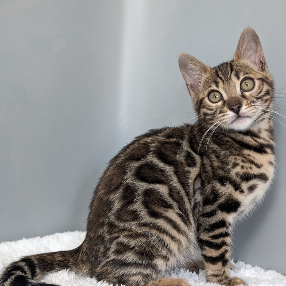 Diana Bengal female, black spotted tabby