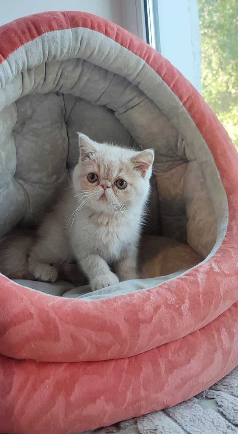 Bob Exotic male cream - live animals