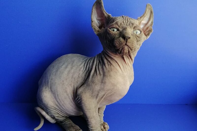 Gamlet Elf male, blue