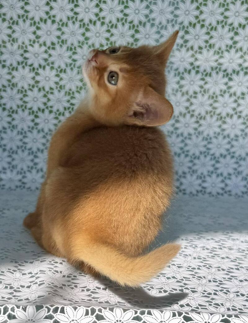 Baks Abyssinian male sorrel - live animals