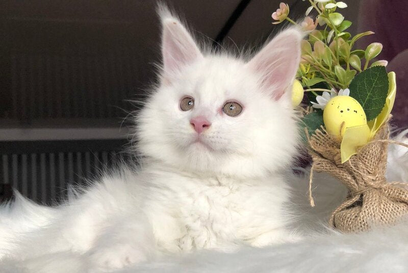 White Angel Maine Coon male white - live animals