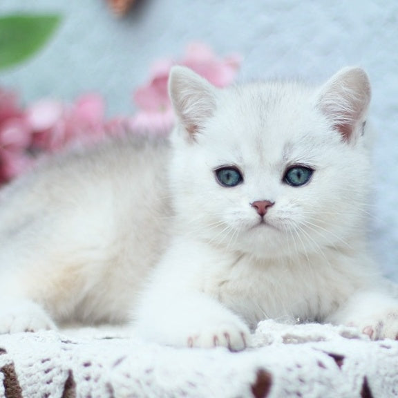 Deni British Shorthair male, black silver shaded