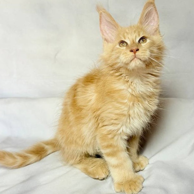 Lazarus Maine Coon polydactyl 6x6x6x6 male, cream silver tabby