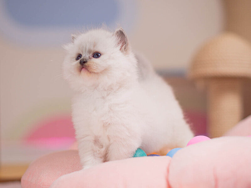Willa Ragdoll female, blue mitted