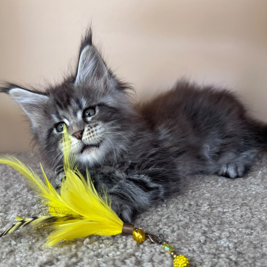Denis Maine Coon male, black silver tabby