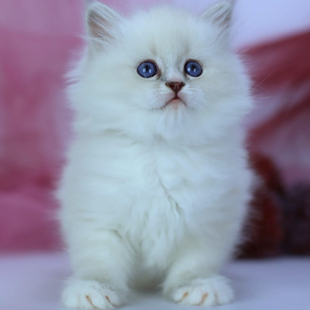 Havana Siberian female, blue with white tabby pointed