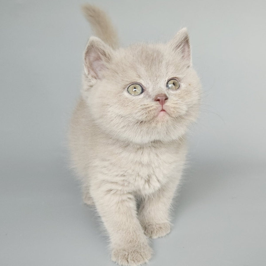 Baks British Shorthair male, fawn