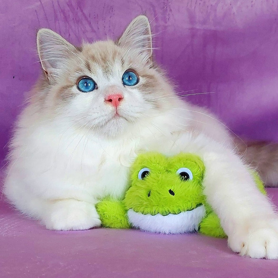 Nummarius Siberian male, blue bicolour tabby pointed