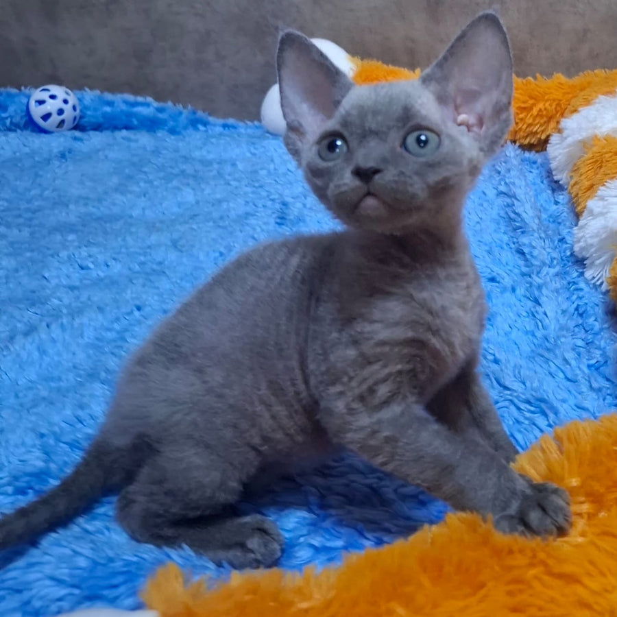 Filip Devon Rex male, blue