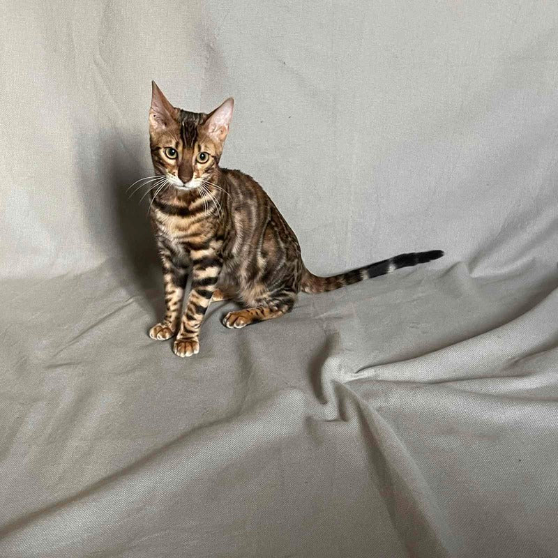 Joker Bengal male, black spotted tabby