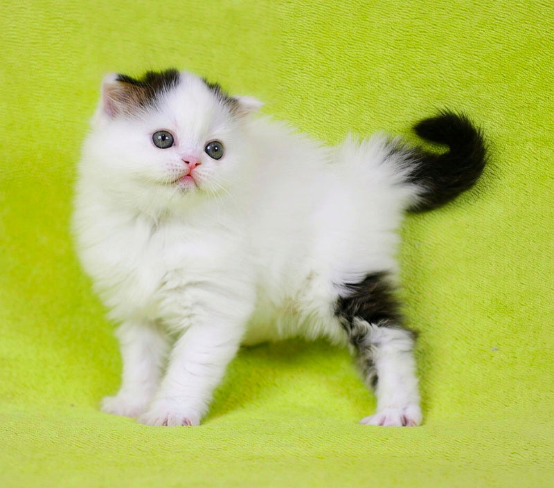 Eddi Scottish Straight male black tabby harlequin live animals