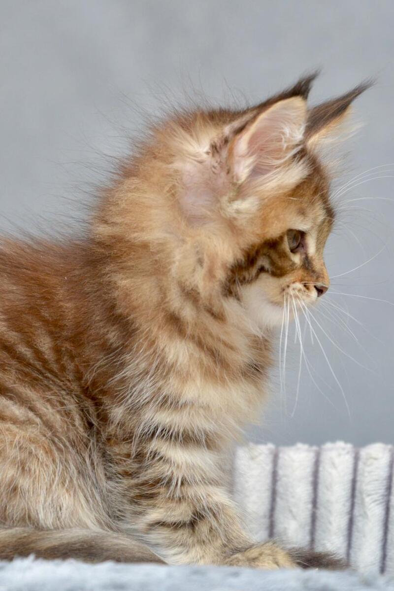 Vanilla Maine Coon female black tortie with white tabby live animals