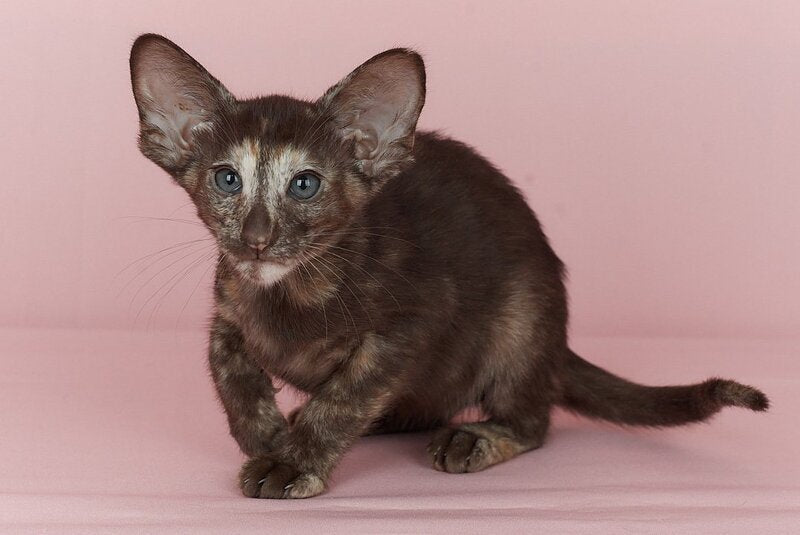 Queen Oriental Shorthair female chocolate tortie - live animals