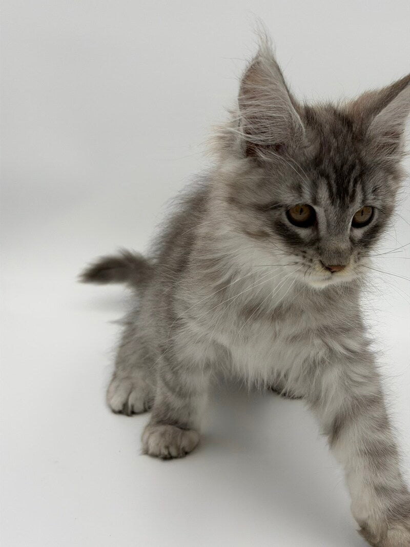 Kiss Maine Coon male black silver tabby - live animals