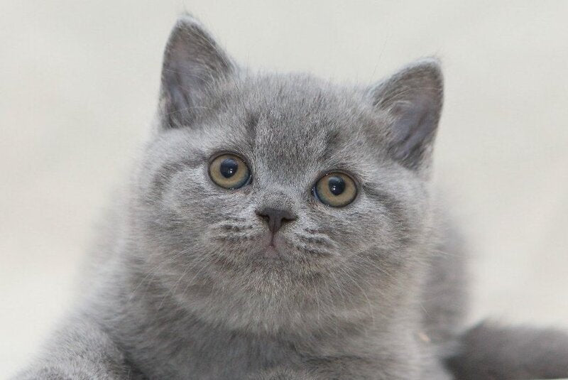 Oliver British Shorthair male, blue