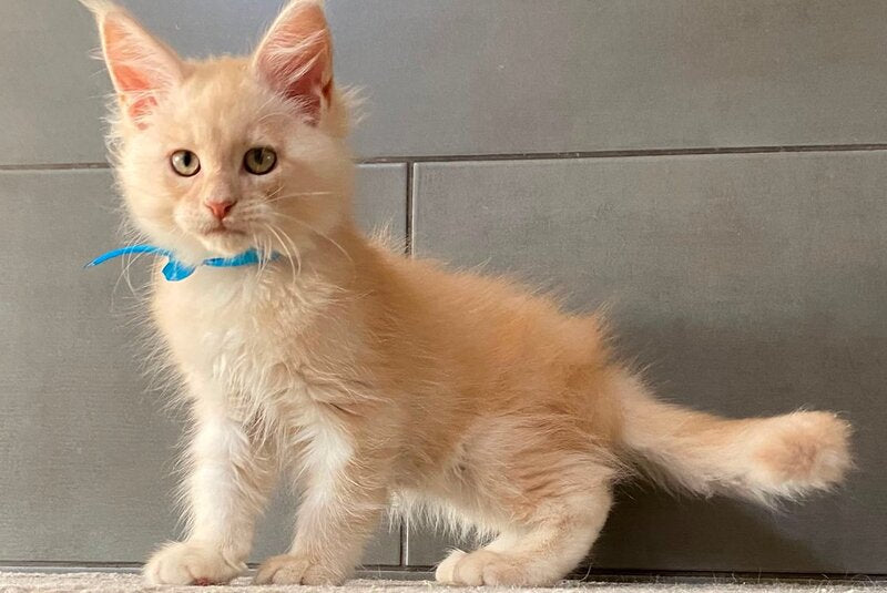 Wakayama Maine Coon male, cream silver tabby