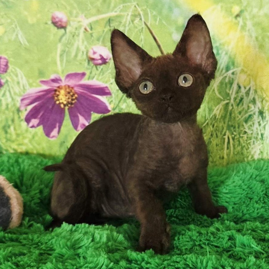 Irma Devon Rex female, chocolate