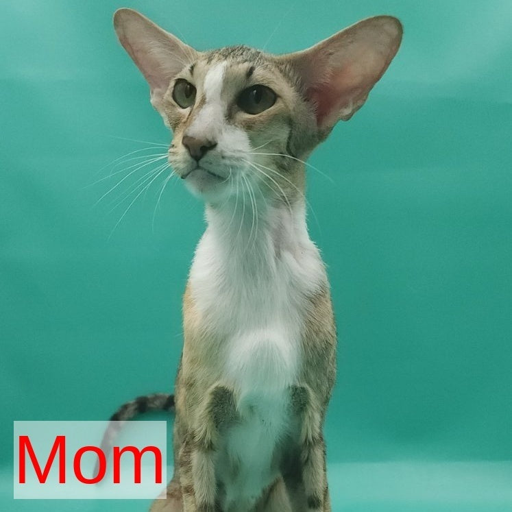 Ustina Oriental Shorthair female, black tortie tabby bicolour