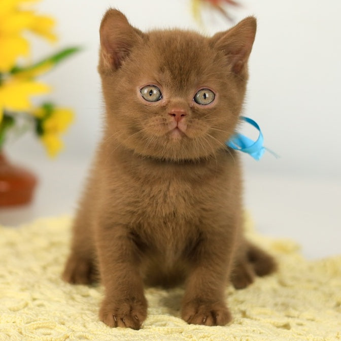 Lexus British Shorthair male, cinnamon